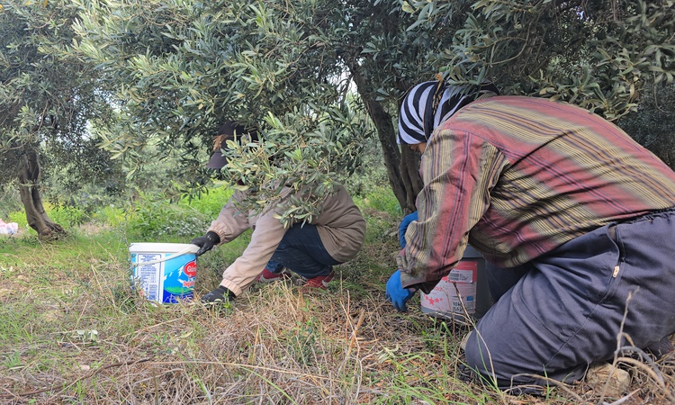 Gündemden Son Bilgiler: Hatay Samandağ'da halhalı zeytininin hasadı resmen start aldı, 20 bin ton rekolte bekl