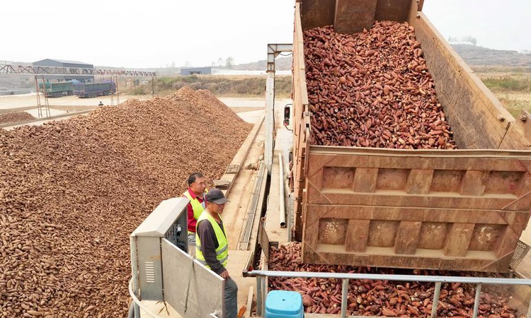 Gündemden Son Bilgiler: Hebei'deki Lulong ilçesi tatlı patates ekim alanını 8.000 hektarın üzerine çıkardı: Ge