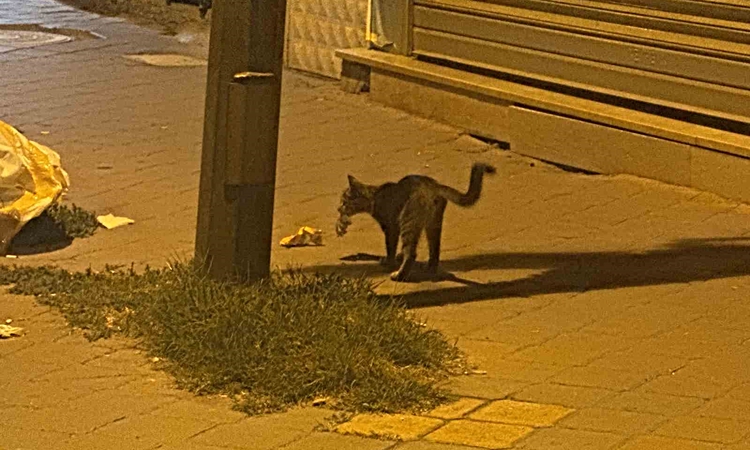 Gündemden Son Bilgiler: Iğdır Cumhuriyet Mahallesi'nde kedi, yakaladığı fareyle 20 dakika oynadı ve Merak Edil
