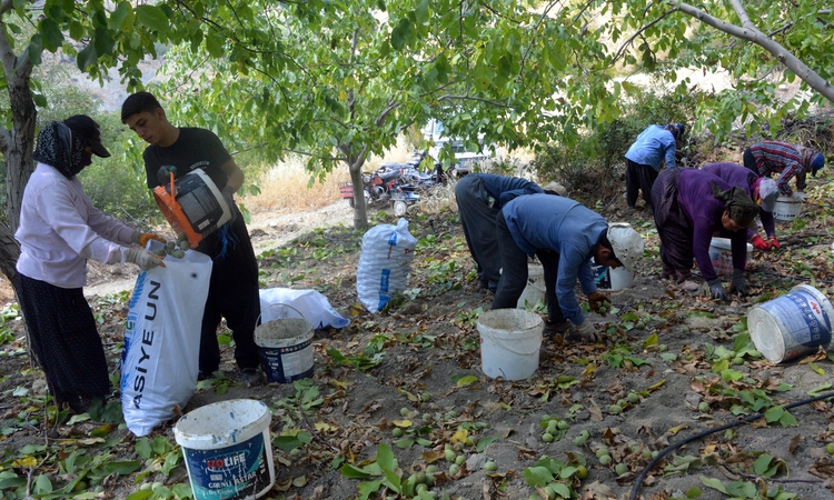 Gündemden Son Bilgiler: Kahramanmaraş Çağlayancerit'te ceviz hasadı resmen start aldı, 8 bin ton bekleniyor ve