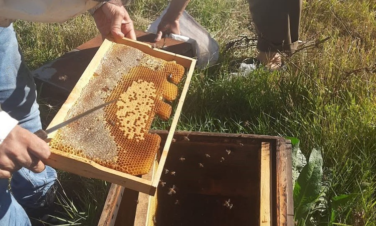 Gündemden Son Bilgiler: Kars’ta arıcılığa güç, üretime destek: Kovan başına 250 TL’ye kadar destek