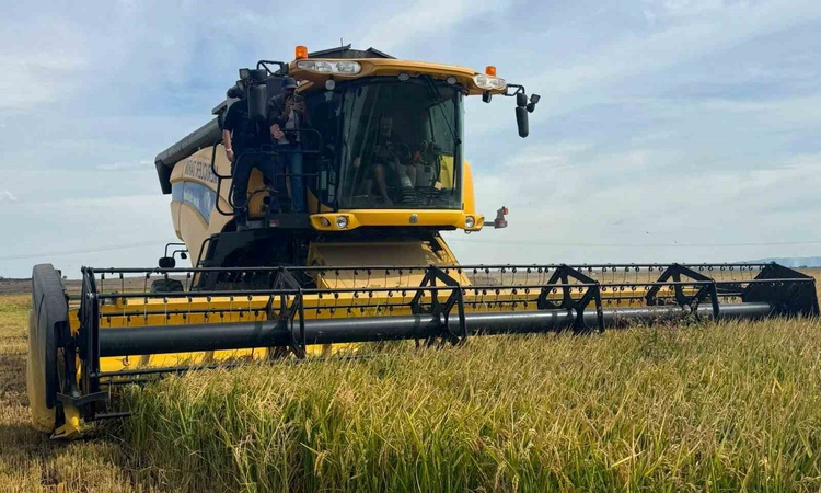 Gündemden Son Bilgiler: Keşan'da çeltik hasadı resmen start aldı, üretici maliyetleri karşılayacak fiyat bekli