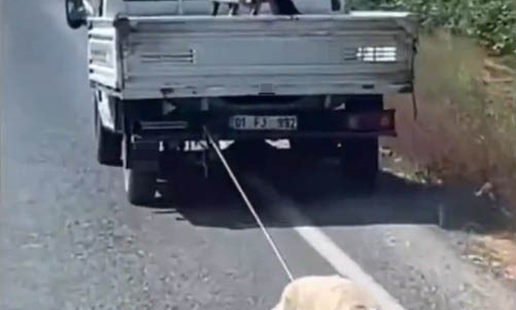 Gündemden Son Bilgiler: Köpeği kamyonetin arkasına bağlayıp sürükleyerek götürdü