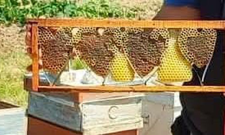 Gündemden Son Bilgiler: Kovan denetiminde bulunan kalp şeklindeki petek görenleri şaşırttı
