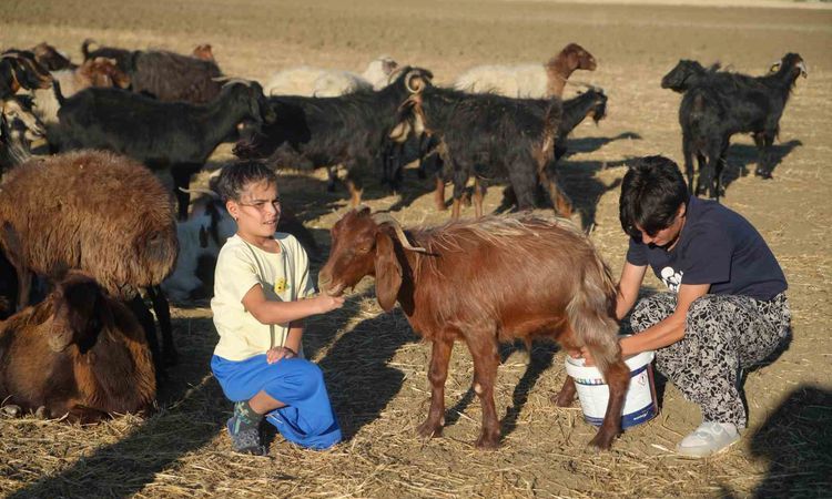 Gündemden Son Bilgiler: Köyde berivan, pistte şampiyon