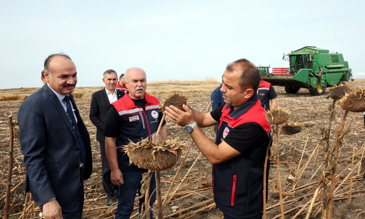 Gündemden Son Bilgiler: Kuraklıktan etkilenen ayçiçeğinde 3 farklı ekim yöntemi deneniyor: Gelişmeler Takip Ed