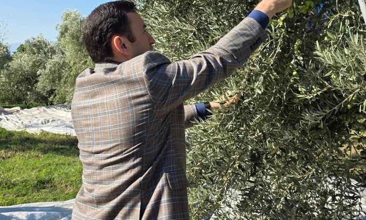Gündemden Son Bilgiler: Kuyucak Kaymakamı Gülderen zeytin hasadında üreticilerle buluştu: Gelişmeler Takip Edi
