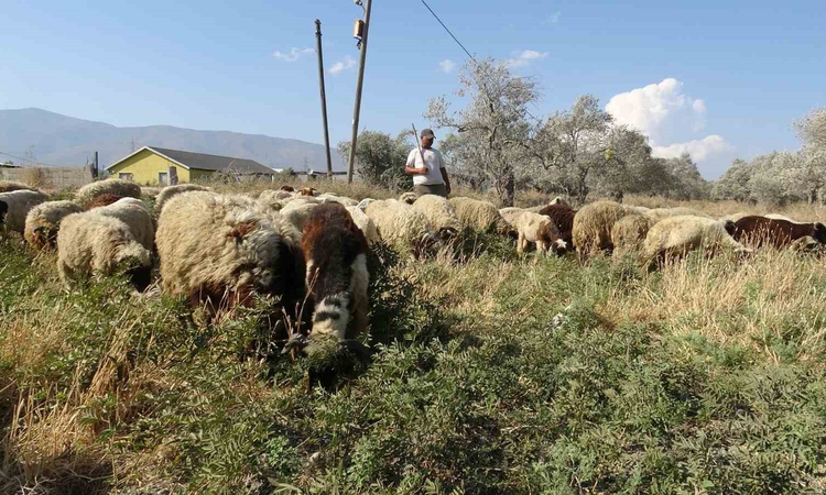 Gündemden Son Bilgiler: Maaşlarıyla gündem olan çobanlar, günde litrelerce su tüketerek kavurucu sıcakta mesai