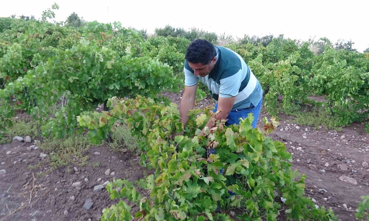 Gündemden Son Bilgiler: Malatya Hekimhan'da üzüm hasadı üreticiyi sevindirdi, kurutmalık 600 TL'den satıldı