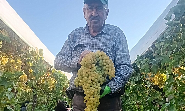 Gündemden Son Bilgiler: Manisa Sarıgöl'de üretici Necati Coşkun'un bağında 5,5 kiloluk üzüm salkımı bulundu ve