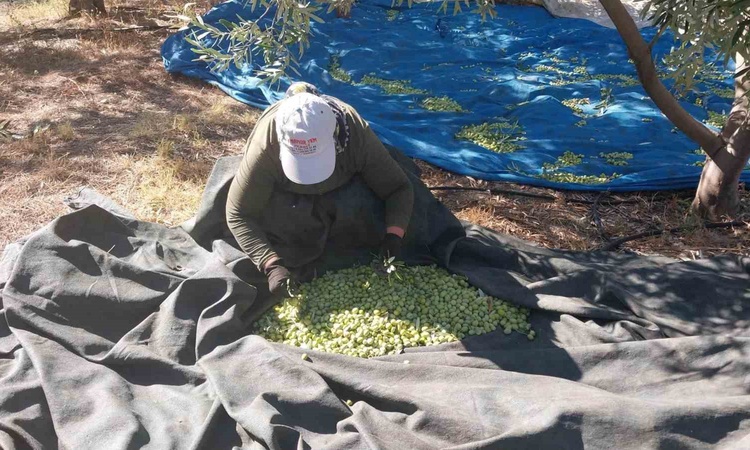 Gündemden Son Bilgiler: Mersin Mut'ta zeytin hasadında rekolte yüksek, fiyatlar 10-60 TL arası değişiyor ve Me