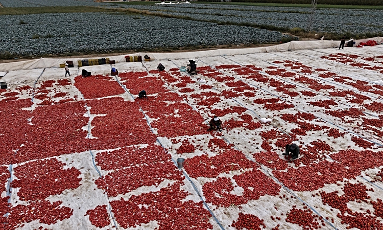 Gündemden Son Bilgiler: Niğde'de kuru domates ve lahana hasadı resmen start aldı