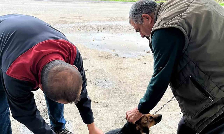 Gündemden Son Bilgiler: Ortaca Tarım ve Orman Müdürlüğü Karadonlar'da kedi ve köpeklere kuduz aşısı yaptı: Gel