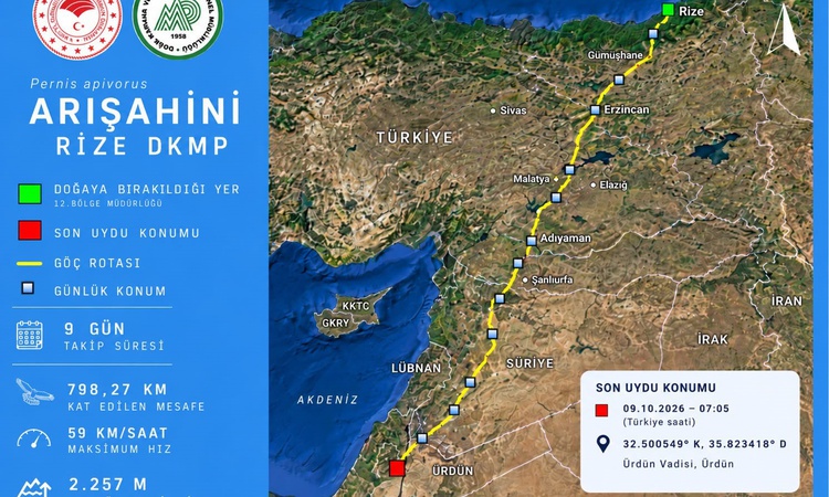 Gündemden Son Bilgiler: Rize'de doğaya salınan arı şahini 9 günde 798 kilometre katedip Ürdün'e ulaştı ve Mera