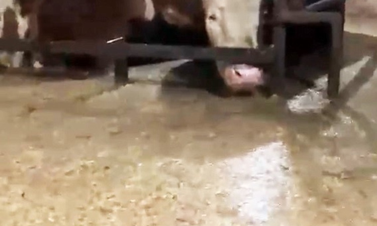 Gündemden Son Bilgiler: Sakarya Karasu'da sel sularına dolan ahırda onlarca büyükbaş hayvan mahsur kaldı - Son