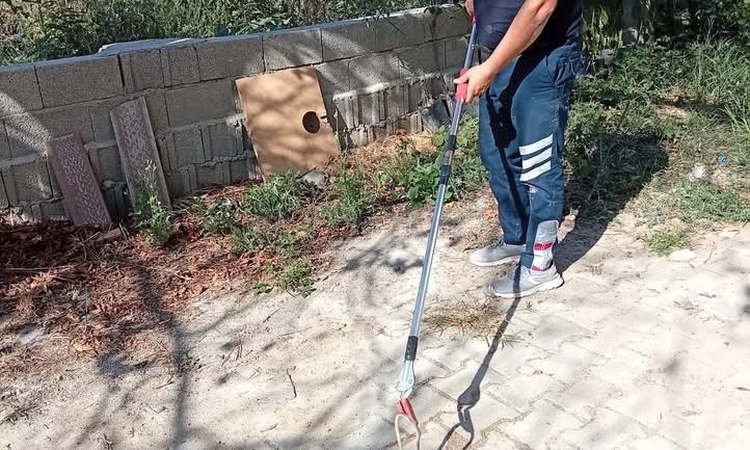 Gündemden Son Bilgiler: Samandağ'da yerleşim yerinde görülen yılan zarar verilmeden doğaya bırakıldı: Gelişmel