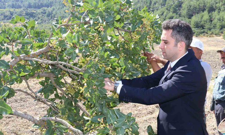 Gündemden Son Bilgiler: Selendi fıstığında hasat dönemi resmen start aldı: 'Yeşil Altın' ilçe ekonomisine katk