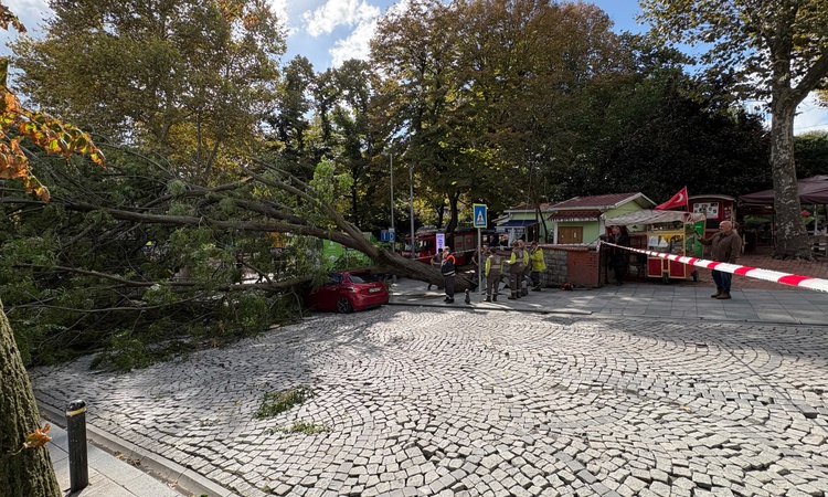 Gündemden Son Bilgiler: Şişli'de ağaç park halindeki otomobilin üzerine devrildi ve Merak Edilenler