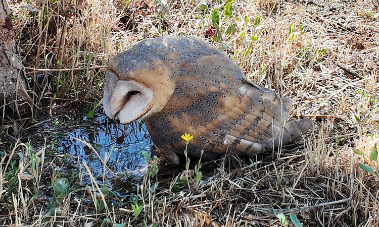 Gündemden Son Bilgiler: Sivas'ta bitkin halde bulunan peçeli baykuş, tedaviye alındı