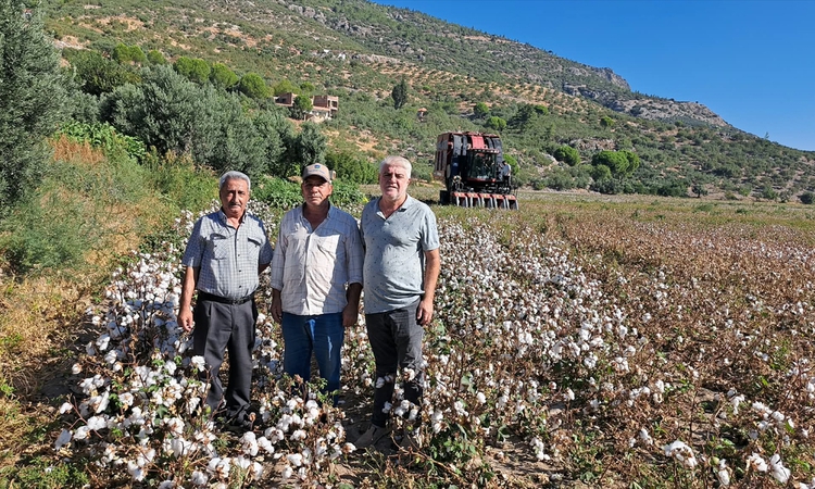 Gündemden Son Bilgiler: Söke Ovası'nda sezonun ilk pamuğu sembolik fiyatla satıldı: Gelişmeler Takip Ediliyor