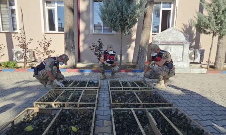 Gündemden Son Bilgiler: Suriye’ye geçirilmek istenen 2 bin 114 saka kuşuna 19 milyon 871 bin TL ceza - Son Dak
