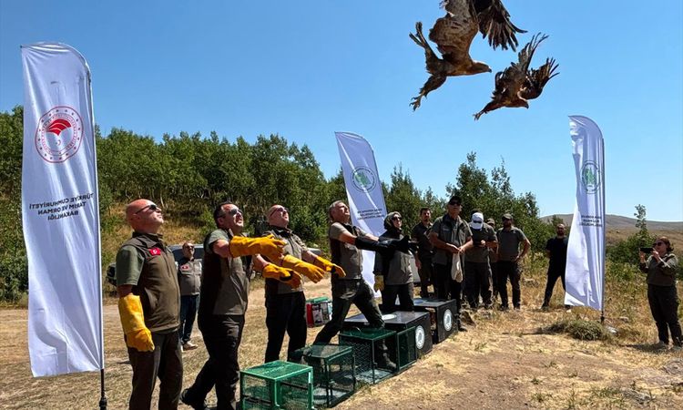 Gündemden Son Bilgiler: Tedavisi Tamamlanan Yaban Kuşları Nemrut'ta Doğaya Salındı | İşte Tüm Ayrıntılar