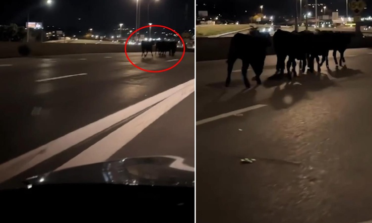 Gündemden Son Bilgiler: Tır köprüden uçtu! Şehir bir anda ineklerle doldu - Son Dakika Bilgileri