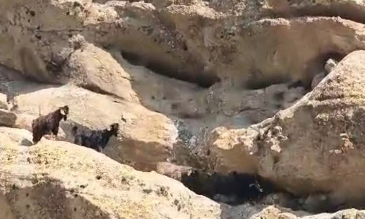 Gündemden Son Bilgiler: Tunceli'de 70 metre yükseklikte mahsur kalan keçiler amatör dağcılarca kurtarıldı