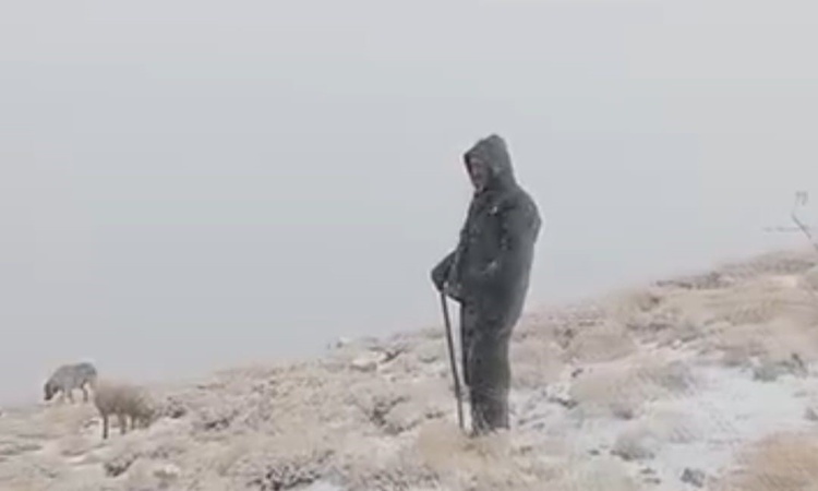 Gündemden Son Bilgiler: Tunceli Ovacık'ta kar yağışı etkili oldu, çoban koyunlarını karlar altında otlattı