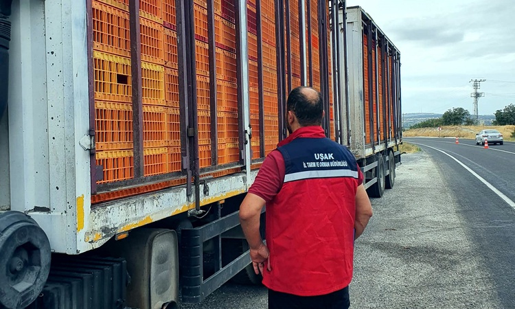 Gündemden Son Bilgiler: Uşak'ta tarım ve jandarma ekipleri hayvan nakil belgelerini denetliyor ve Merak Edilen