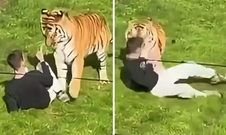 Gündemden Son Bilgiler: Yorkshire Wildlife Park'ta Bengal kaplanının saldırısında şahıs yaşamını yitirdi