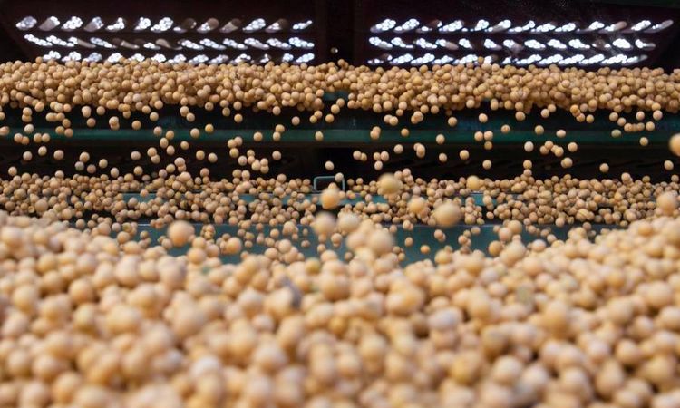 Gündemden Son Bilgiler: Güney Afrika'dan Çin'e 200 Bin Ton Soya İhracı - Son Dakika ve Merak Edilenler