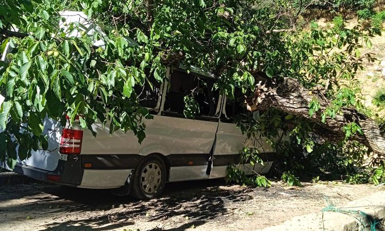 A walnut tree fell on a parked vehicle in Hakkari - Last Minute