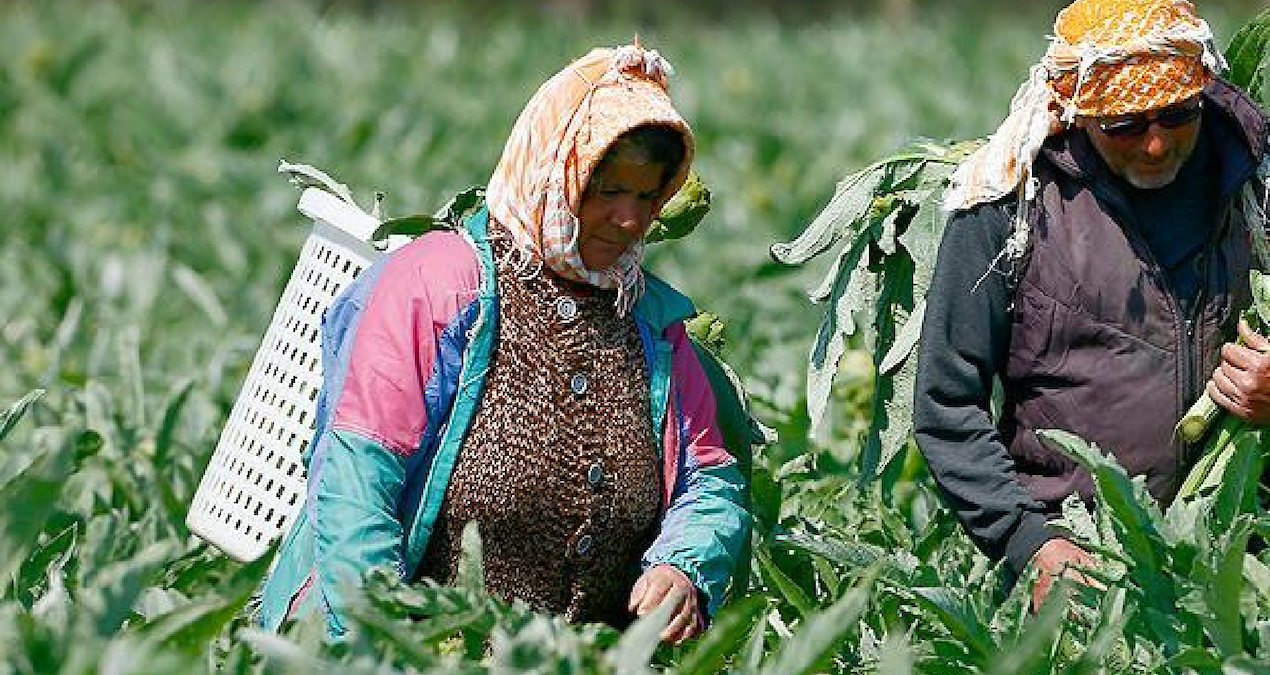 Gündemden Son Bilgiler: Hasadı resmen start aldı, tanesi 400 lira: 3 ülke şimdiden sıraya girdi - Son Dakika: