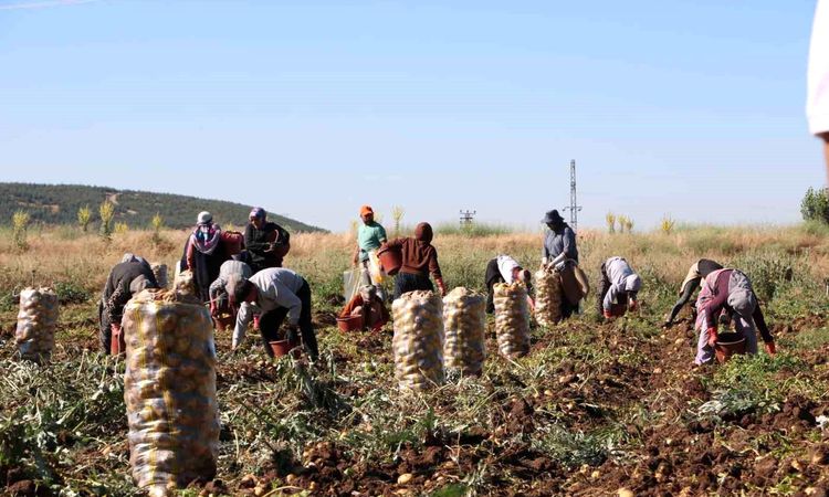 Potato harvest started to make producers happy with its price - Last Minute