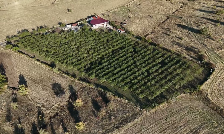 Hasan Sidal, Yozgat'ta 350 bin avro yatırımla 1200 badem fidanı dikti ve Merak Edilenler