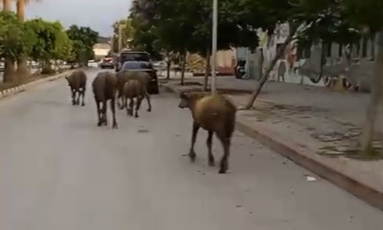 Hatay'da başıboş anguslar yola çıktı; görenler şaşırdı: Gelişmeler Takip Ediliyor