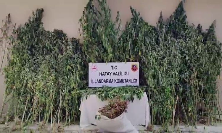 Gündemden Son Bilgiler: Hatay'da Büyük Uyuşturucu Operasyonu: 915 Kök Kenevir Ele Geçirildi - Son Dakika: Geli