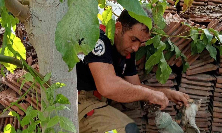 Hatay İskenderun'da boruya sıkışan yavru kedi itfaiye ekiplerince kurtarıldı - Son Dakika Bilgileri