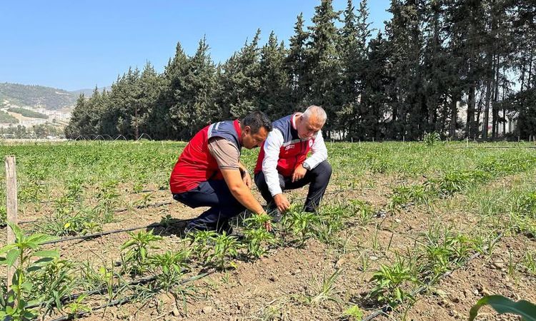 Gündemden Son Bilgiler: Hatay'da Tarım Müdürü Üreticiyi Ziyaret Etti - Haberleri