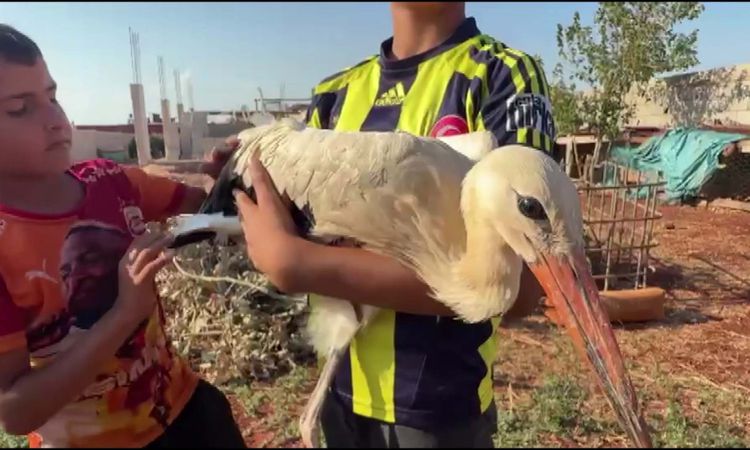 Ayrıntılar Netleşti: Hatay'da yorgun leyleğe 2 gün misafirperverlik - Son Dakika Haberleri - Son Dakika Bilgil