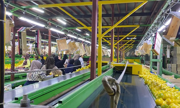 Hatay'da yurt dışına gönderilen Mayer limonlarında pestisit için numune alma sürüyor - Son Dakika Bilgileri