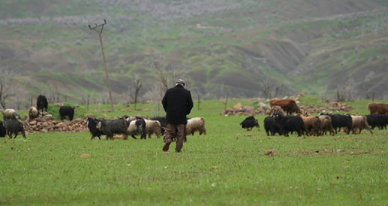 Son Gelişme: Hayvanlarını otlatan çoban tesadüfen dev bir yaratık buldu - Son Dakika