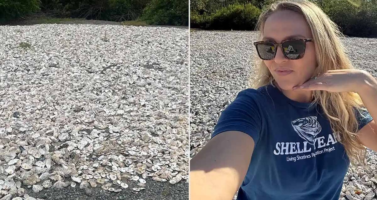 Kritik Açıklama: Her sabah çöpten torba torba istiridye kabukları topladı, nedeni 'vay be' dedirtti - Haberler