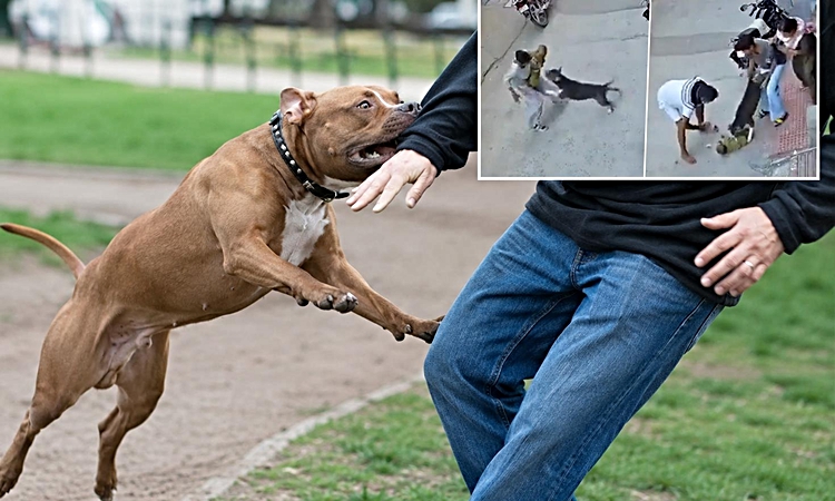 Hindistan'da korku dolu anlar! Pitbull bebeği metrelerce sürükledi, ağır yaralandı ve Merak Edilenler