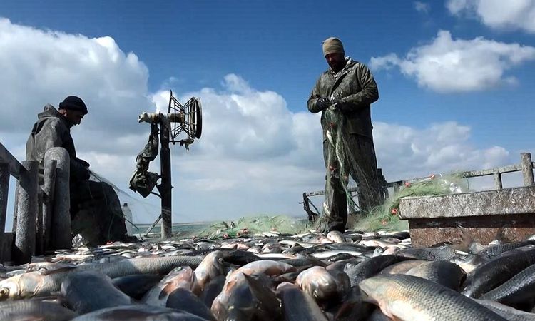 Pearl mullet hunting season has started, fishermen threw their nets into the lake saying 'Vira bismillah' - Breaking News