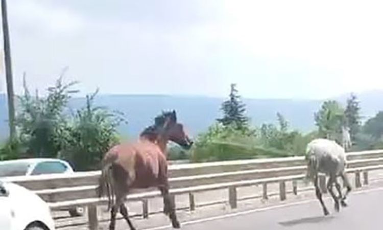 Son Gelişme: İnegöl'de Atlar Trafikte Yarıştı - Haberleri ve Merak Edilenler