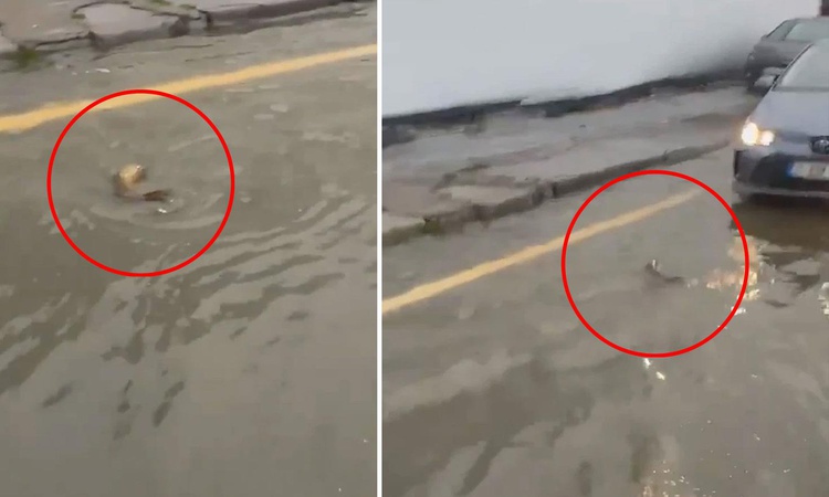 İstanbul'da şaşkına çeviren görüntü: Trafikte karşısına çıkan balığa yol verdi