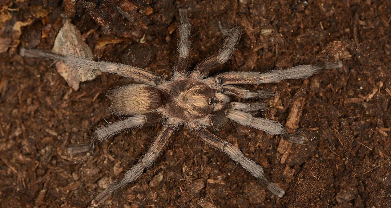 Ayrıntılar Netleşti: İşte Türkiye'nin yeni tarantulası! Resmen tescillendi - Son Dakika Haberleri | İşte Tüm A