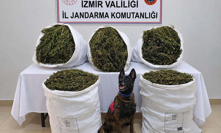 İzmir Tire'de arazide 54 kilo 800 gram kubar esrar bulundu, şüpheliler hakkında tutuklama kararı verildi